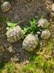 Griechische Landschildkröten 2025
